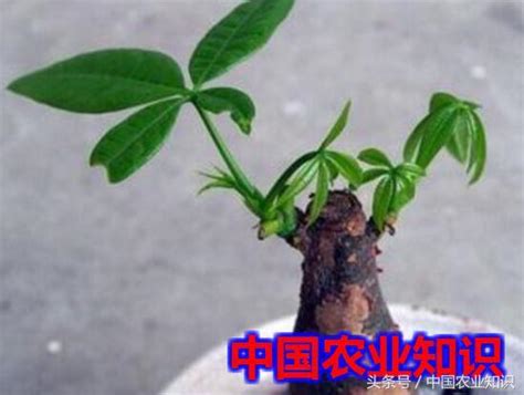 發財樹發芽|發財樹不長芽、芽點少，用上一個「催芽」小技巧，簡。